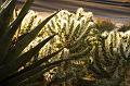 Cacti, evening light, Adelaide Botanic Gardens IMGP8867